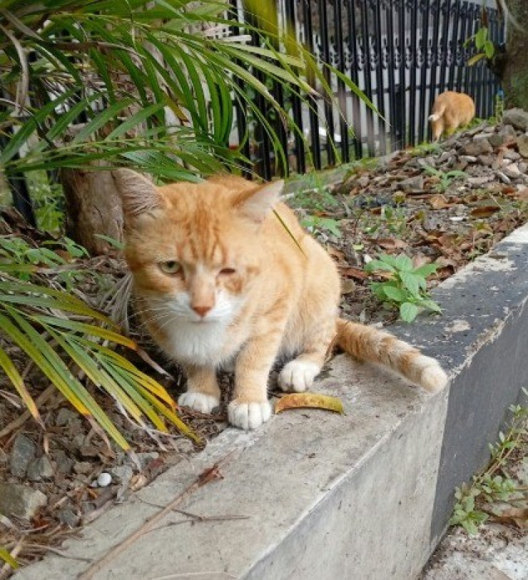 Ringankan Lapar Kucing yang Terlantar - Galeri 1